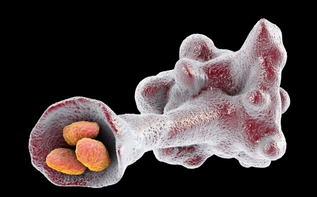 amoeba consuming bacteria