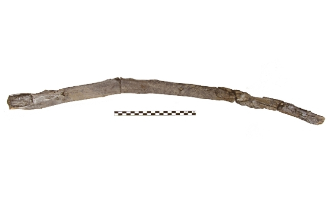 digging stick found in greece