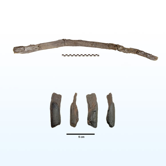 A digging or multifunctional stick (top) and a small wooden tool (bottom) from the Marathousa 1 site in Greece. Image credit: D. Michailidis / N. Thompson / K. Harvati.