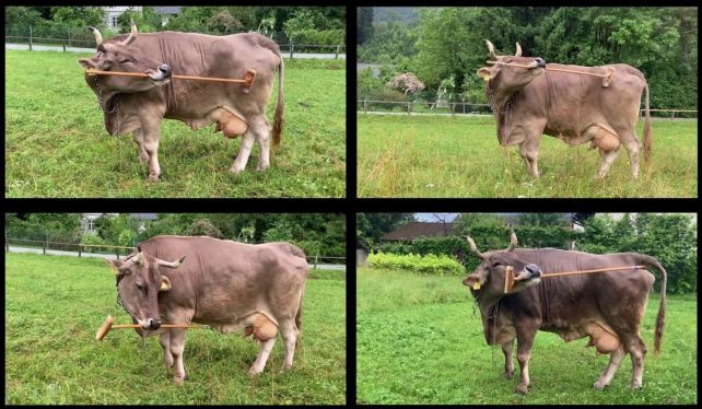 Veronika utilizing different components of the broom on varied body regions.