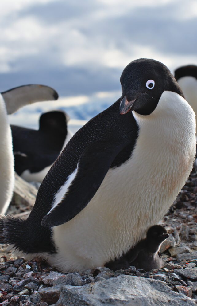 Penguins Shift Their Breeding Season by 2 Weeks in Response to Climate Change. But There Are Risks