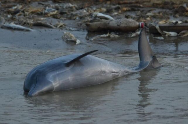 Amazon Lakes Got Hotter Than a Spa, Killing Hundreds of Dolphins