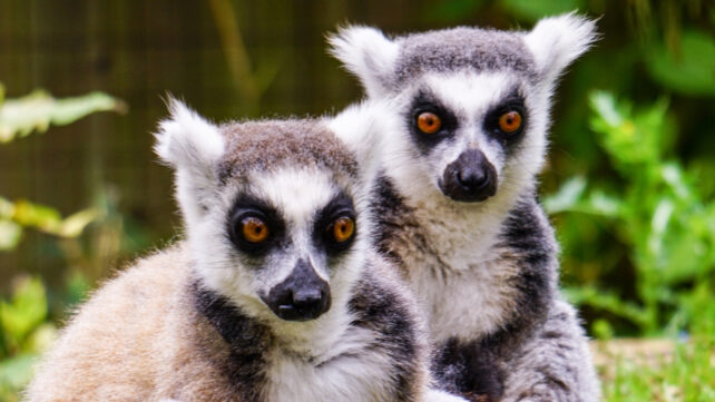 Two ring tail lemurs sitting