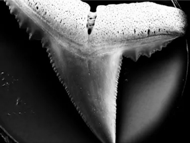 Microscopic view of damaged shark tooth