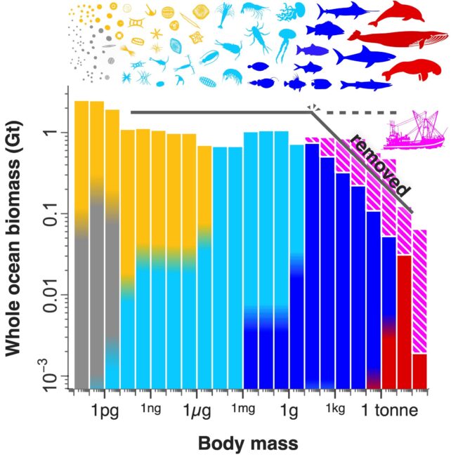 Just One Factor Is Driving Animal Evolution Towards Two Opposing Extremes