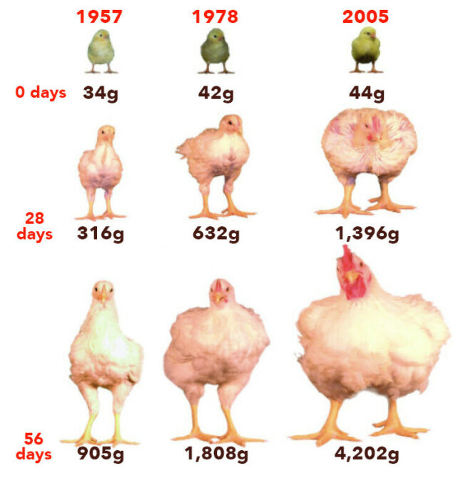 Just One Factor Is Driving Animal Evolution Towards Two Opposing Extremes
