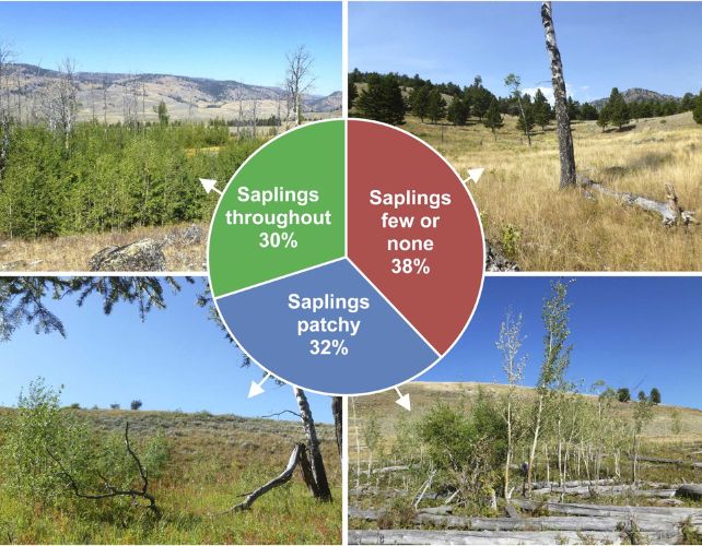 a collage of four photos each showing a different arrangement of aspen saplings