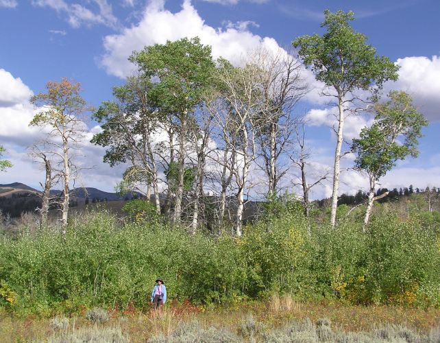 a photo of a landscape with low, shrubby saplings and some tall, established trees over them. a woman wearing a hat stands shorter than the saplings. the sky overhead is blue with some clouds.