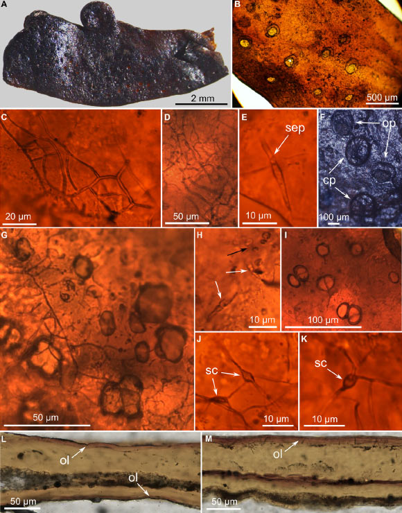 Morphology and internal structures of Spongiophyton nanum. Image credit: Becker-Kerber et al., doi: 10.1126/sciadv.adw7879.