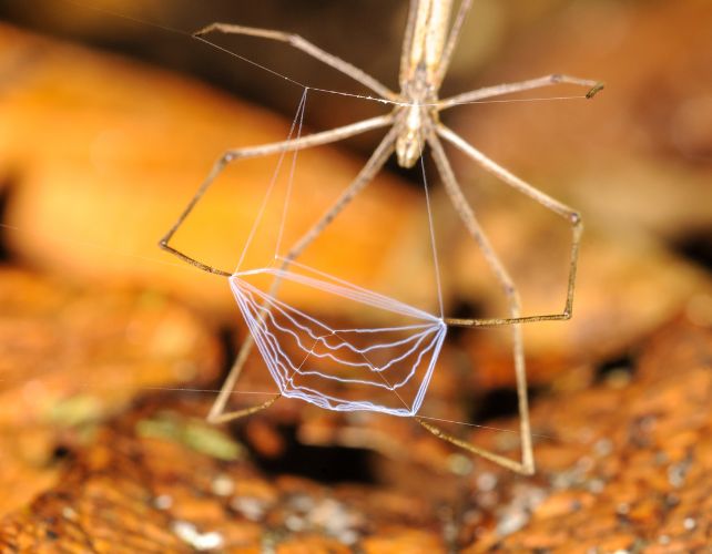 Award-Winning Photo Explains How This Spider 'Shrink-Wraps' Its Prey