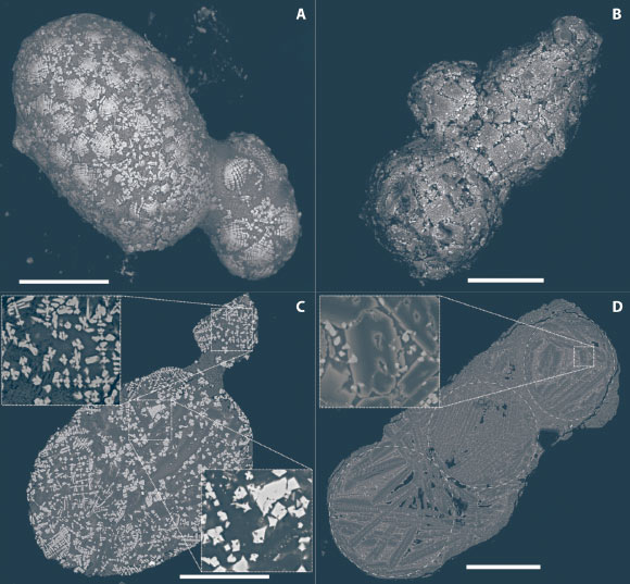 Electron microscopy images showing backscattered particles from the apex of Walnumfjellet, located in the Sør Rondane Mountains, Antarctica. These particles are the result of an asteroid impact approximately 430,000 years ago. Scale bars: 100 μm. Image attribution: Van Ginneken et al., doi: 10.1126/sciadv.abc1008.