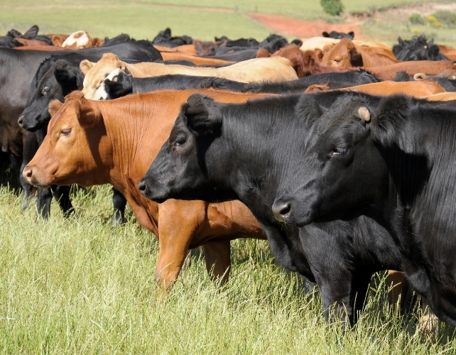 Flesh-Eating Fly Invasion Could Cause Devastation Across America