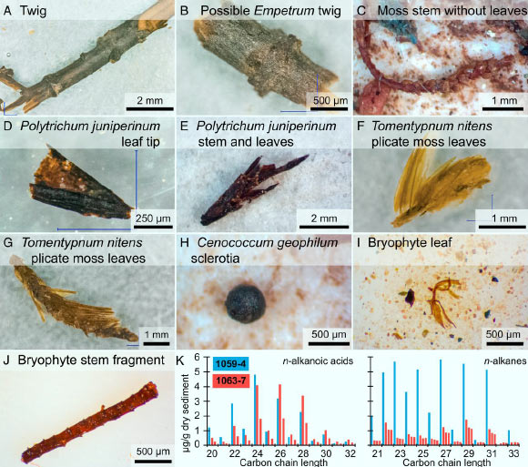 Micrographs of fossils (A-J); leaf wax concentrations of n-alkanoic acids and alkanes (K), multiple columns correspond to replicate analyses. Image credit: Christ et al., doi: 10.1073/pnas.2021442118.