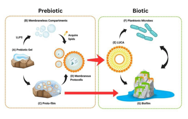 a diagram showing prebiotic gel turning into membraneless compartments, and protofilm, transforming into membranous protocells, and then the first true cell, and then planktonic microbes and/or biofilm.