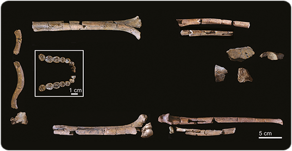 2-Million-Year-Old Homo Habilis Fossil