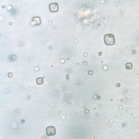 Distribution of microorganisms in primary fluid inclusions in Browne Formation halite from central Australia. Image credit: Schreder-Gomes et al., doi: 10.1130/G49957.1.