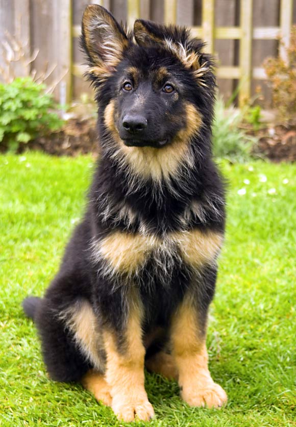 German Shepherd puppy. Image credit: Marilyn Peddle / CC BY 2.0.