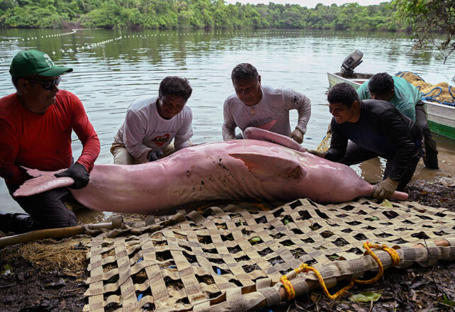  Local fishermen and field assistants place a captured Amazon river dolphin on a stretcher