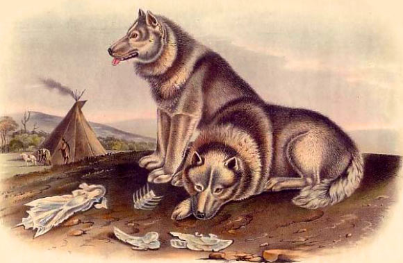 Canadian Eskimo dogs by John James Audubon and John Bachman.
