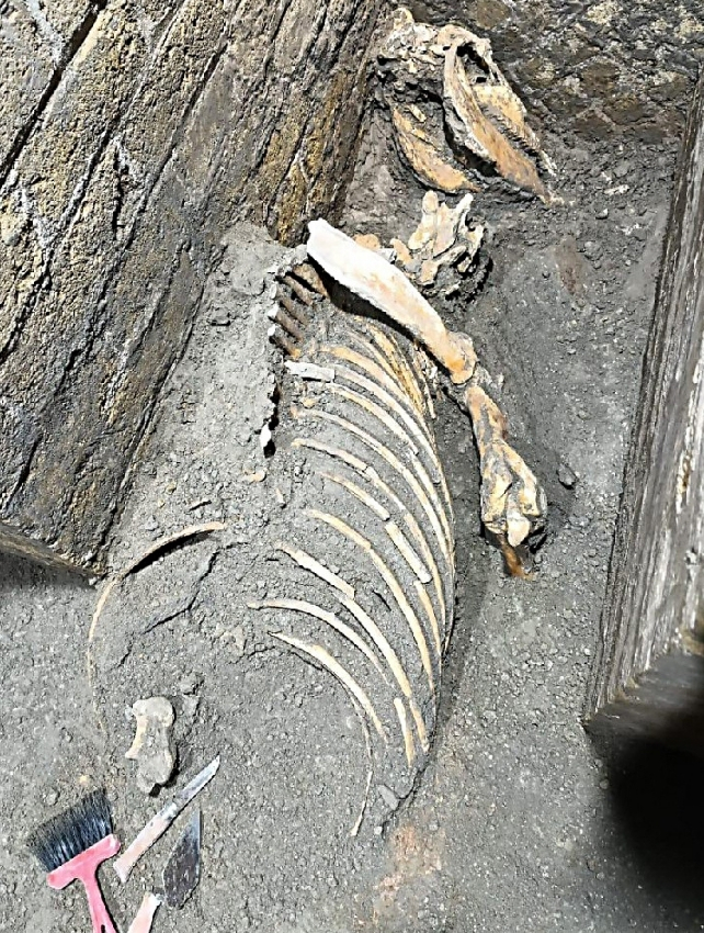horse bones in pompeii