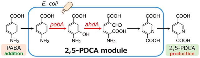 Chemical plastic process