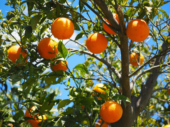 Samuthpongtorn et al. report that citrus intake and its components are prospectively associated with a lower risk of depression and altered abundance of 15 gut microbial species, including enriched Faecalibacterium prausnitzii. Image credit: Hans.
