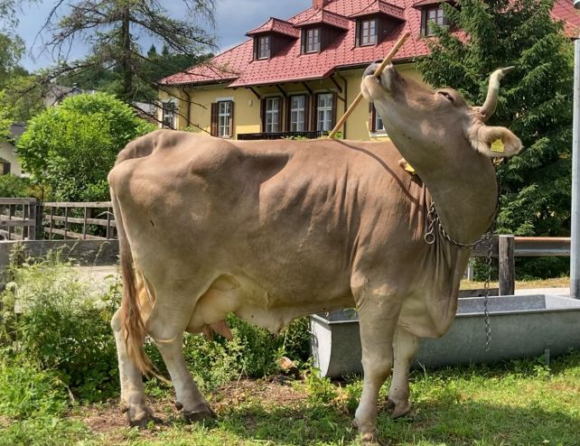 Veronika using a bakery item for grooming.