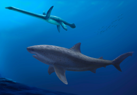 A gigantic 8 m long mega-predatory shark stalks an unwary long-necked plesiosaur in the seas off Australia 115 million years ago. Image credit: Polyanna von Knorring, Swedish Museum of Natural History.