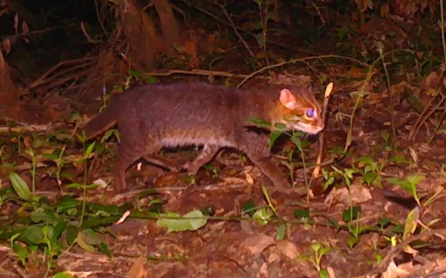 'Extinct' Flat-Headed Cat