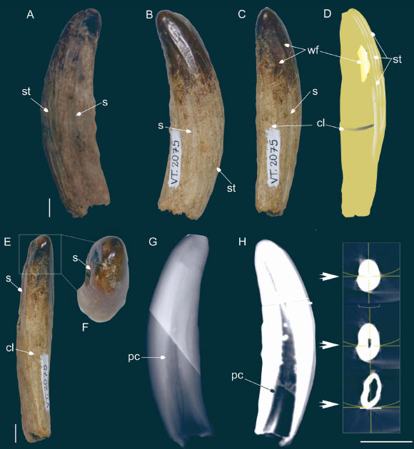 The right lower canine of a large proborhyaenid sparassodont from the Tremembé Formation, Brazil. Scale bars - 5 mm in (A-E) and 20 mm in (H). Image credit: Rangel et al., doi: 10.4072/rbp.2025.2.0534.
