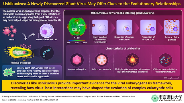 ushikuvirus infographic