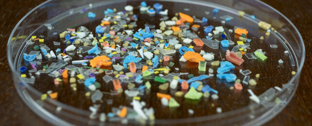 Microplastics Have a Concerning Effect on The Microbes in Our Gut