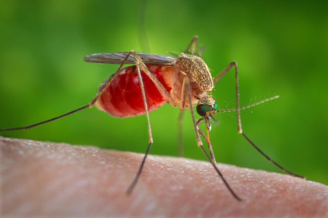 Close up of a mosquito with blood filled abdomen