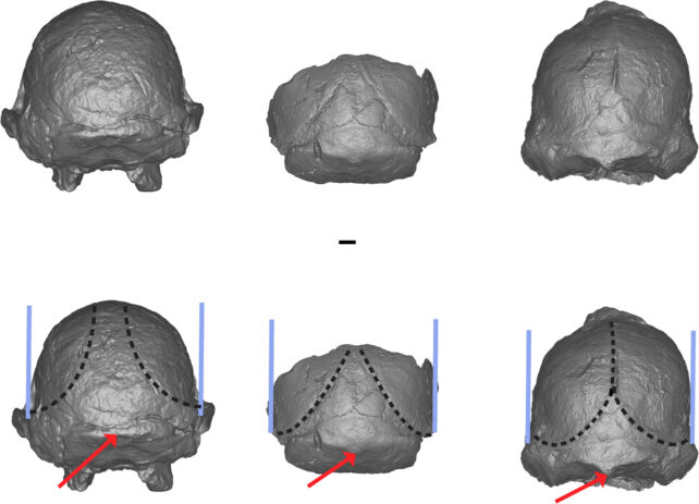 Ancient Human Ancestor Fossil May Actually Be a Different Species Altogether