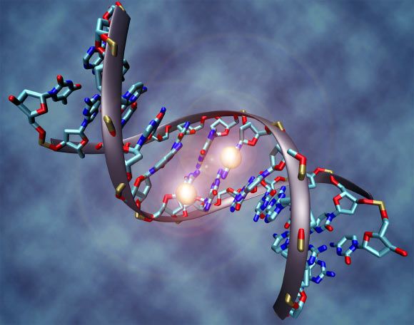 Illustration of a DNA molecule. Image credit: Christoph Bock, Max Planck Institute for Informatics / CC BY-SA 3.0.