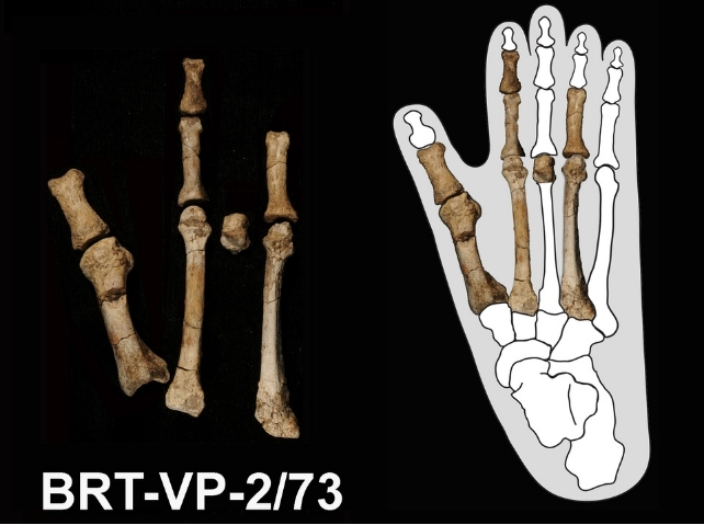 Bones from the first four toes of an ancient early human ancestor
