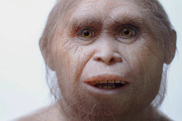 Reconstruction of Homo floresiensis. Image credit: Elisabeth Daynes.