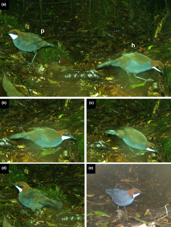 Camera trap images of the holotype and two paratypes of Ptilorrhoa urrissia, taken during a 3-month sampling period in a high-density array covering 0.5 ha: the holotype (a-c, marked ‘h’ in a) and one paratype (a and d, marked ‘p’ in a), putative adult female and juvenile with female-type plumage, respectively, were photographed together on January 1, 2020; the images shown are part of a sequence of 20 photographs taken over a period of 87 s; the putative adult male paratype (e) was photographed less than 40 m away on March 8, 2020. Image credit: Woxvold et al., doi: 10.1111/ibi.70016.