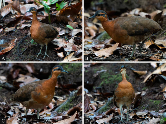 An individual of Tinamus resonans at Morro Queimado, Serra do Divisor National Park, Mâncio Lima, Acre, Brazil. Image credit: Luis A. Morais.