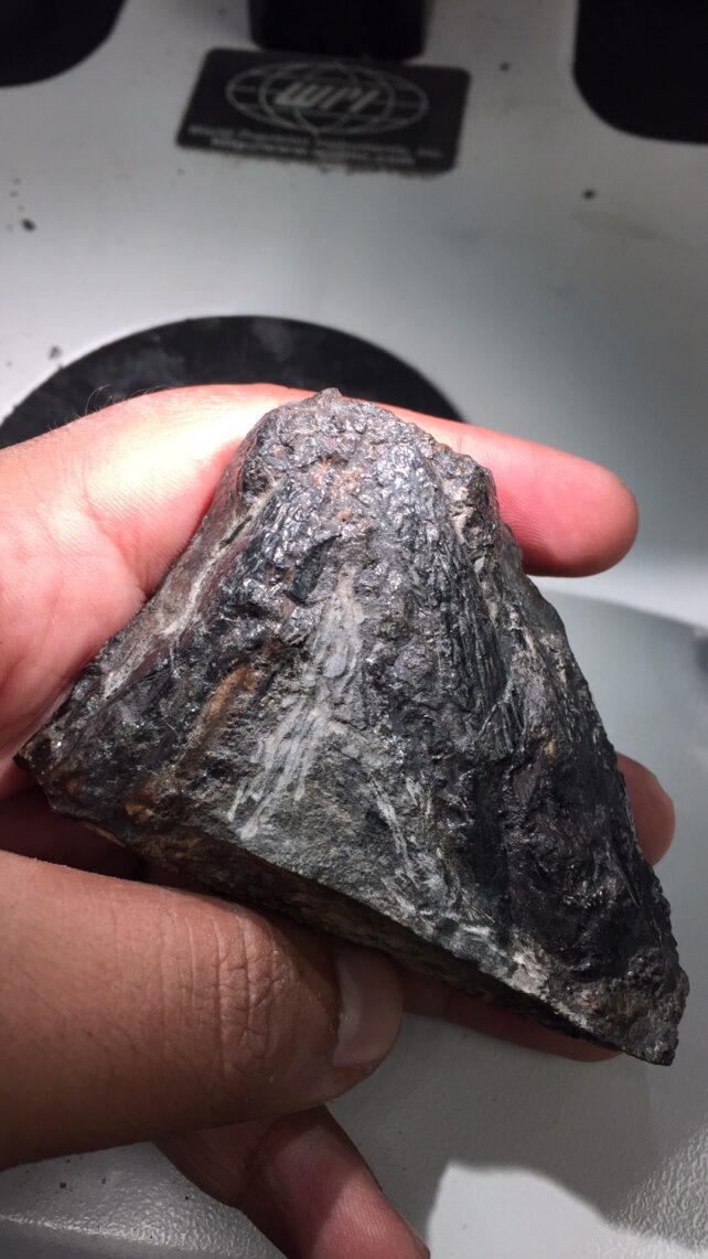 This Strange Ancient Creature Invented a New Type of Diet