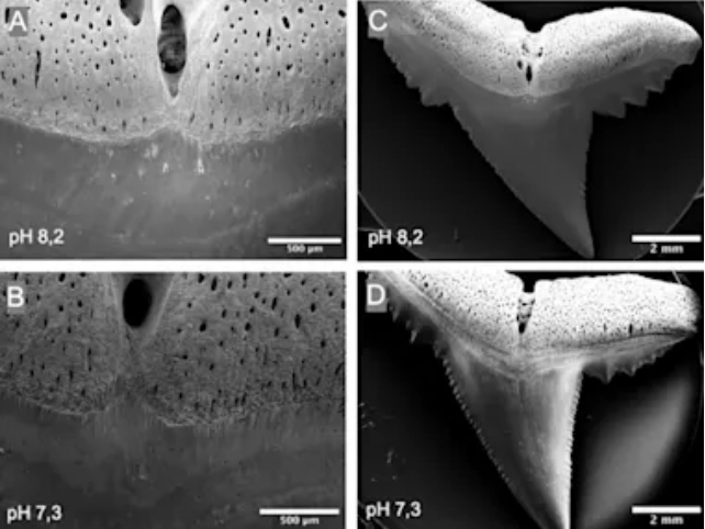 Four microscopic views of damaged shark teeth