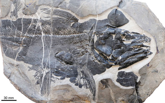 Whiteia anniae in right lateral view, holotype. Image credit: Dai et al., doi: 10.1038/s41598-025-20229-w.