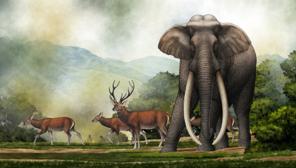 An artist’s impression of a Palaeoloxodon sp. Image credit: Chen Yu.