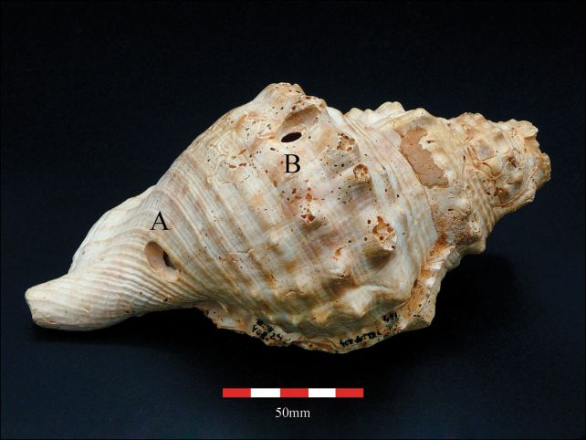 A beige-white conch shell on a black background with red and white scale for size. The shell has two small holes, labelled A and B; one near its centre and the other towards its elongated end.