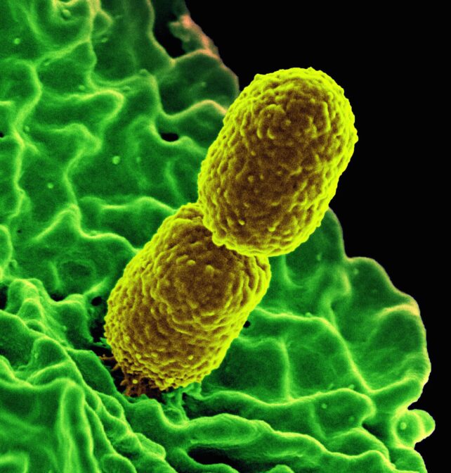 Two-rod shaped bacteria, end to end.