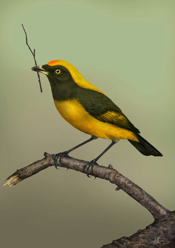 Life reconstruction of the St Bathans bowerbird (Aeviperditus gracilis). Image credit: Sasha Votyakova / Te Papa / CC BY 4.0.