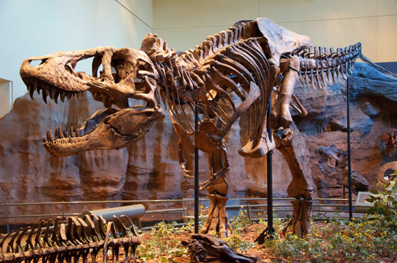 Holotype specimen of Tyrannosaurus rex housed at the Carnegie Museum of Natural History in Pittsburgh, PA, USA. Image courtesy of Scott Robert Anselmo / CC BY-SA 3.0.