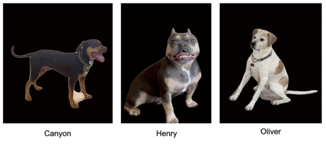 three dogs, each shown individually on a black background. below each image is the dog's name: canyon, henry and oliver.