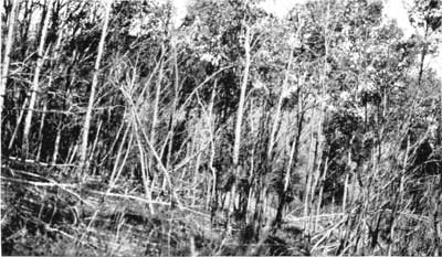 black and white photo showing aspen trees stripped of leaves and bark