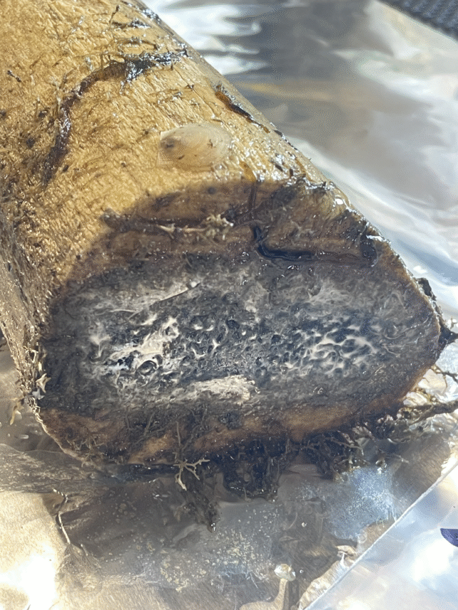 Bone-Eating Zombie Worms missing in action in the deep ocean, causing concern for scientists